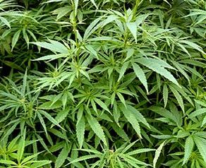 Marihuana: Sorgt im Netz für Umsatz (Foto: Wikipedia, cc Michael_W)