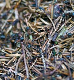 Ameisenbau: Parasiten erschleichen sich Vorzüge (Foto: pixelio.de, ich-und-du) Ameisenbau: Parasiten erschleichen sich Vorzüge (Foto: pixelio.de, ich-und-du)