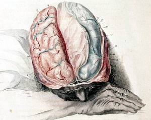 Gehirn: Optimaler Depressions-Stimulationspunkt gefunden (Bild: Charles Bell)