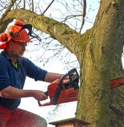 Baumverschnitt: Firmen schludern beim Arbeitsschutz (Foto: pixelio.de/Meister)