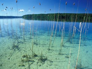 Idyll: Schilfgürtel am Stechlinsee (Foto: M. Feierabend)