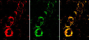 Nanosensoren: farbige Signale (Foto: Fraunhofer EMFT)