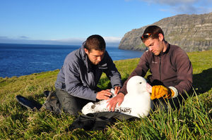 Forscher: Wanderalbatros bekommt einen Sender (Foto: David Gremillet/CNRS)