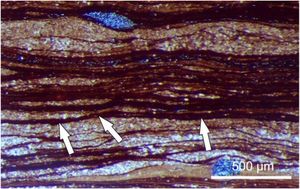 Versteinerte Mikrobenmatten: aufgebaut von Cyanobakterien (Foto: Uni Göttingen)