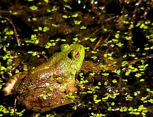 Frosch: Weltrat für Biodiversität vor dem Absprung (Foto: Flickr/Lee)