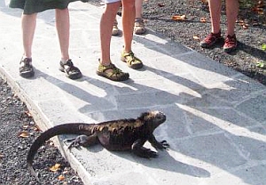 Leguan: Galapagos-Touristen bescheren Urtieren neue Feinde (Foto: Mackie)