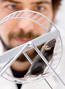 Maus im Laufrad: Gehirn braucht Bewegung, Freunde und Anregung (Foto: RUB)