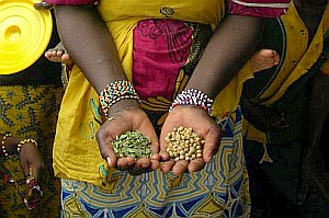 Hände mit Ernte: Westafrika droht Hungerkrise in großem Ausmaß (Foto: Help)