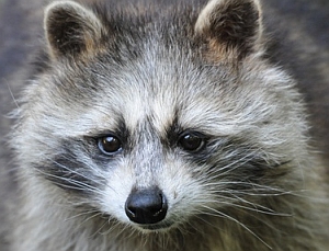 Waschbär: Invasoren mittels Profiling auffindbar (Foto: pixelio.de/Rudolph)