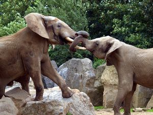 Elefanten: Fusion zwischen Siemens und ThyssenKrupp (Foto: pixelio.de/D.Röttgen) Elefanten: Fusion zwischen Siemens und ThyssenKrupp (Foto: pixelio.de/D.Röttgen)