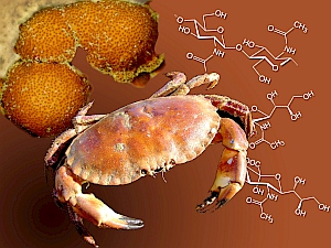 Krebs: Schimmelpilze mit Potenzial für die Pharmaforschung (Foto: TU Wien) Krebs: Schimmelpilze mit Potenzial für die Pharmaforschung (Foto: TU Wien)