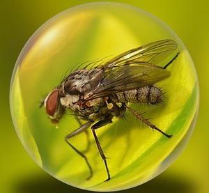 Fliege: trägt wichtigen Parasiten in sich (Foto: pixelio.de, Rosel Eckstein)