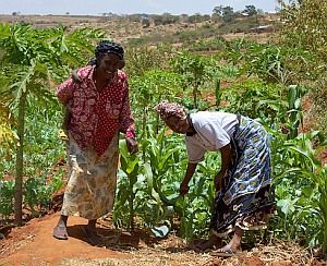 Bäurinnen in Uganda: Ökolandbau auch in Dürre nachhaltiger (Foto: Flickr/Savage)