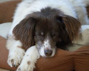 Hund auf Couch: kann jetzt fernsehen (Foto: pixelio.de, Bernd Kasper)