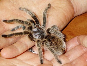 Tarantel: Ängstliche sehen Spinnen größer als sie sind (Foto: Flickr/Eggybird)