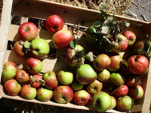 Äpfel: Deutsche lieben Bio-Obst (Bild: pixelio.de, Florentine)