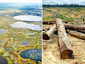 Permafrost, Regenwald: CO2 vor Freisetzung (Fotos: Flickr/Mukhrino,Greenpeace)