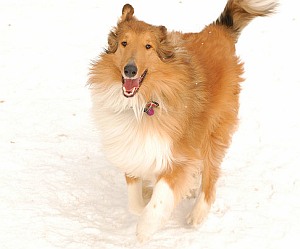 Collie im Schnee: Pfoten-Trick erlaubt Freilauf im Winter (Foto: Flickr/Tsua)