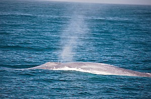 Blauwal: Giganten des Meeres reagieren sensibel auf Sonar (Foto: Flickr/Baird)