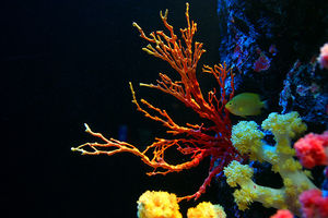 Koralle: phWert geht zurück (Foto: flickr.com/Allie_Caulfield)
