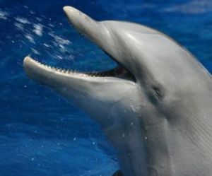 Flipper: kürzlich in Einzelteilen bei Amazon (Foto: pixelio.de, C. Büyüktokatli) Flipper: kürzlich in Einzelteilen bei Amazon (Foto: pixelio.de, C. Büyüktokatli)