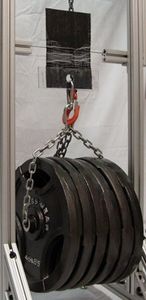 Gewichte: Gecko-Tape hält 300 Kilogramm (Foto: massachusetts.edu)