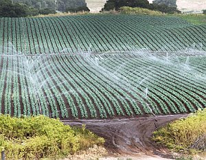 Beregnung: Nahrungsproduktion verbraucht viel Wasser (Foto: Flickr/USDAgov)