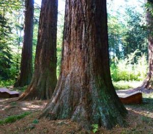 Riesenwuchs: im Netz gleichbedeutend mit Erfolg (Foto: pixelio.de, Rainer Sturm)