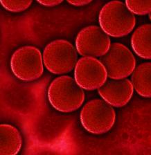 Blutzellen: gesammelte Daten von großem Nutzen (Foto: pixelio.de, Gerd Altmann) Blutzellen: gesammelte Daten von großem Nutzen (Foto: pixelio.de, Gerd Altmann)