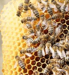 Bienen: Umweltorganisation rügt AGES (Foto: pixelio.de, M. Dumat)