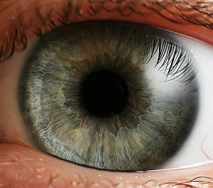 Iris: BlackBerry soll Biometriedaten speichern (Foto: Petr Novák/Wikipedia) Iris: BlackBerry soll Biometriedaten speichern (Foto: Petr Novák/Wikipedia)