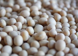 Sojabohnen: Schutzeffekt in Menopause bestätigt (Foto: pixelio.de/Klack)