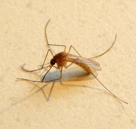 Stechmücke: Malaria-Resistenzen nehmen zu (Foto: pixelio.de, Stefan Klaffehn)