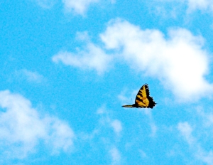 Schmetterling: Wer aus Not Tugend macht, lebt unbeschwert (Foto: Flickr/Maxwell)