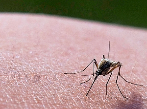 Stechmücke: Kühlen reicht meist nach harmlosen Stichen (Foto: Flickr/Calgary) Stechmücke: Kühlen reicht meist nach harmlosen Stichen (Foto: Flickr/Calgary)