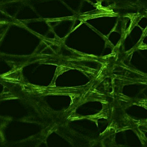 Fasern: Forscher entwickeln Leuchtpapier (Foto: IIT)