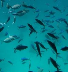 Fische: intelligente Maschine hilft Populationen (Foto: pixelio.de, Klosowski)