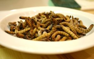 Würmer: für manche ein Leckerbissen (Foto: pixelio.de, Alexandra Bucurescu)