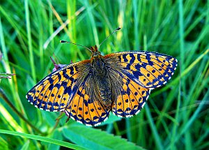 Falter: Klimawandel stellt Insekten neue Herausforderungen (Foto: Flickr/Vassen)