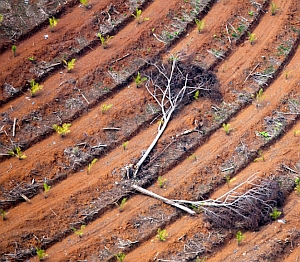 Rodung für Ölpalmen: Plantagen heizen die Atmosphäre (Foto: Greenpeace/Beltra)