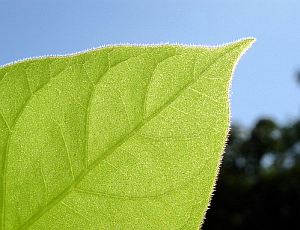 Blatt: Pflanzen hängen empfindlich von Zahl der Arten ab (Foto: Flickr/Epsos)