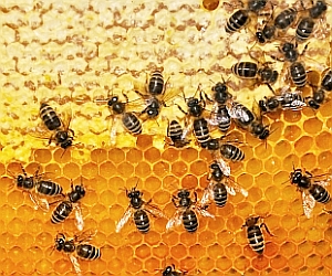 Waben: Nebenprodukt der Honigsammler hemmt Krebs (Foto: pixelio.de/Gnubier)