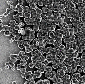 Nano-Magnete: Forscher setzen auf Magnetospirillum (Foto: leeds.ac.uk)