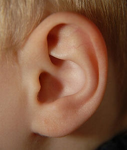 Ohr: Kyocera bringt Smartphones mit Schallwandler (Foto: pixelio.de/GeoRocka) Ohr: Kyocera bringt Smartphones mit Schallwandler (Foto: pixelio.de/GeoRocka)