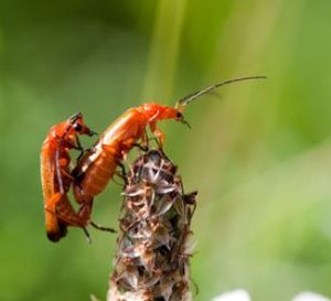 Sex-Stellung: App gleicht Präferenzen ab (Foto: pixelio.de, Eugen Haug)