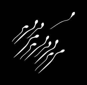 Spermien: trotz des Abbaus bleibt Y-Chromsom fruchtbar (Foto: pixelio.de, Weiss)