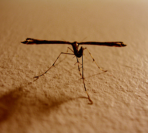 Stechmücke: Insekt verbreitet Malaria-Erreger (Foto: FlickrCC/kainet)