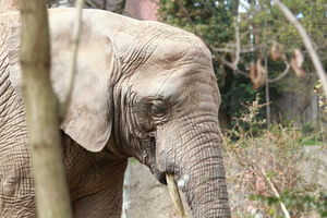 Elefant: Auch Nashörner sind vom Aussterben bedroht (Foto: pixelio.de, Gubler)