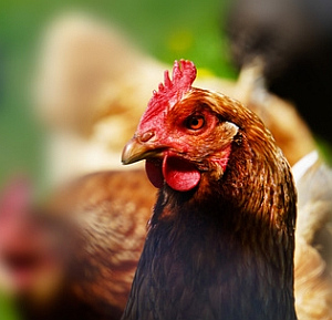 Huhn: Forscher analysieren Geflügel-Sprache (Foto: pixelio.de/RainerSturm)