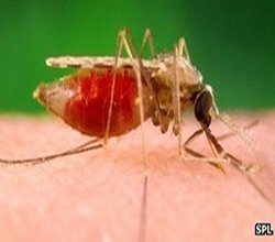 Stechmücke: weltweit sterben jährlich 1,2 Mio. Menschen an Malaria (Foto: spl)